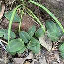 Image of Small wasp orchid