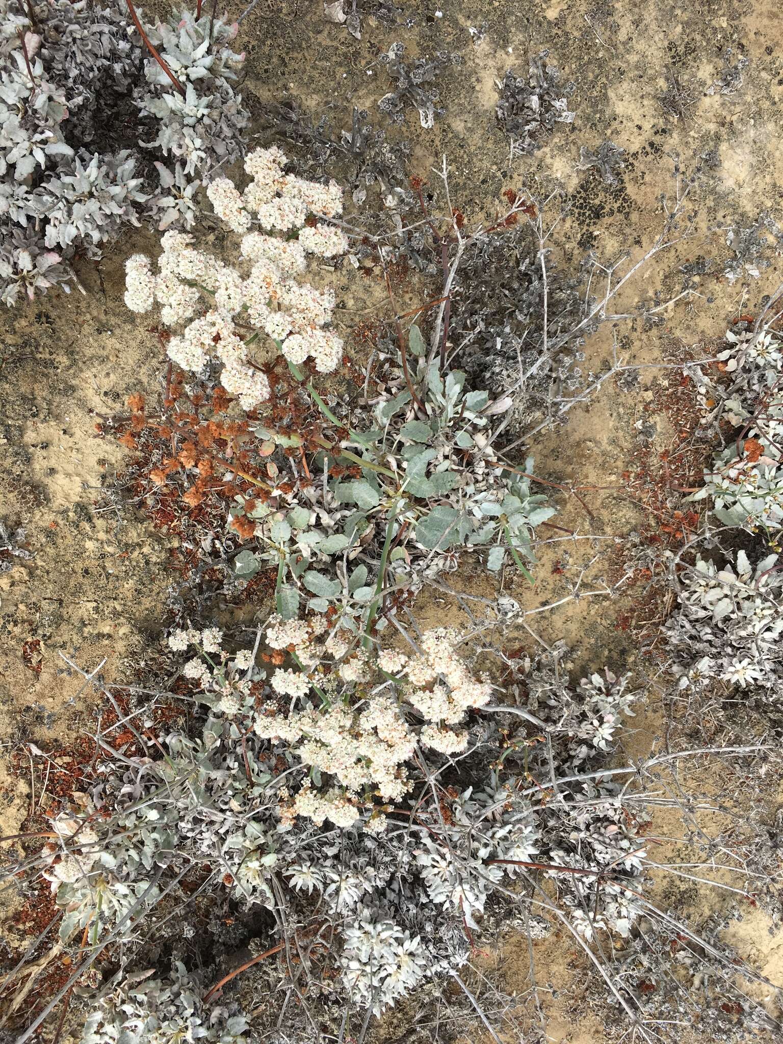 Image of San Nicolas Island buckwheat