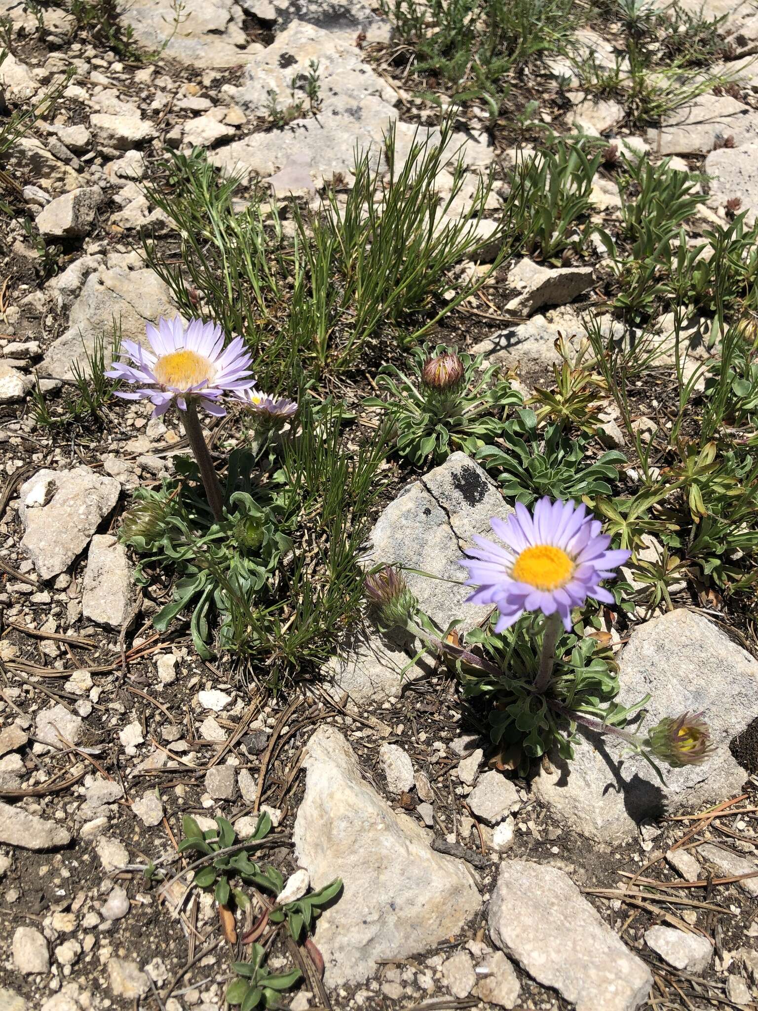 Image of Parry's Townsend daisy