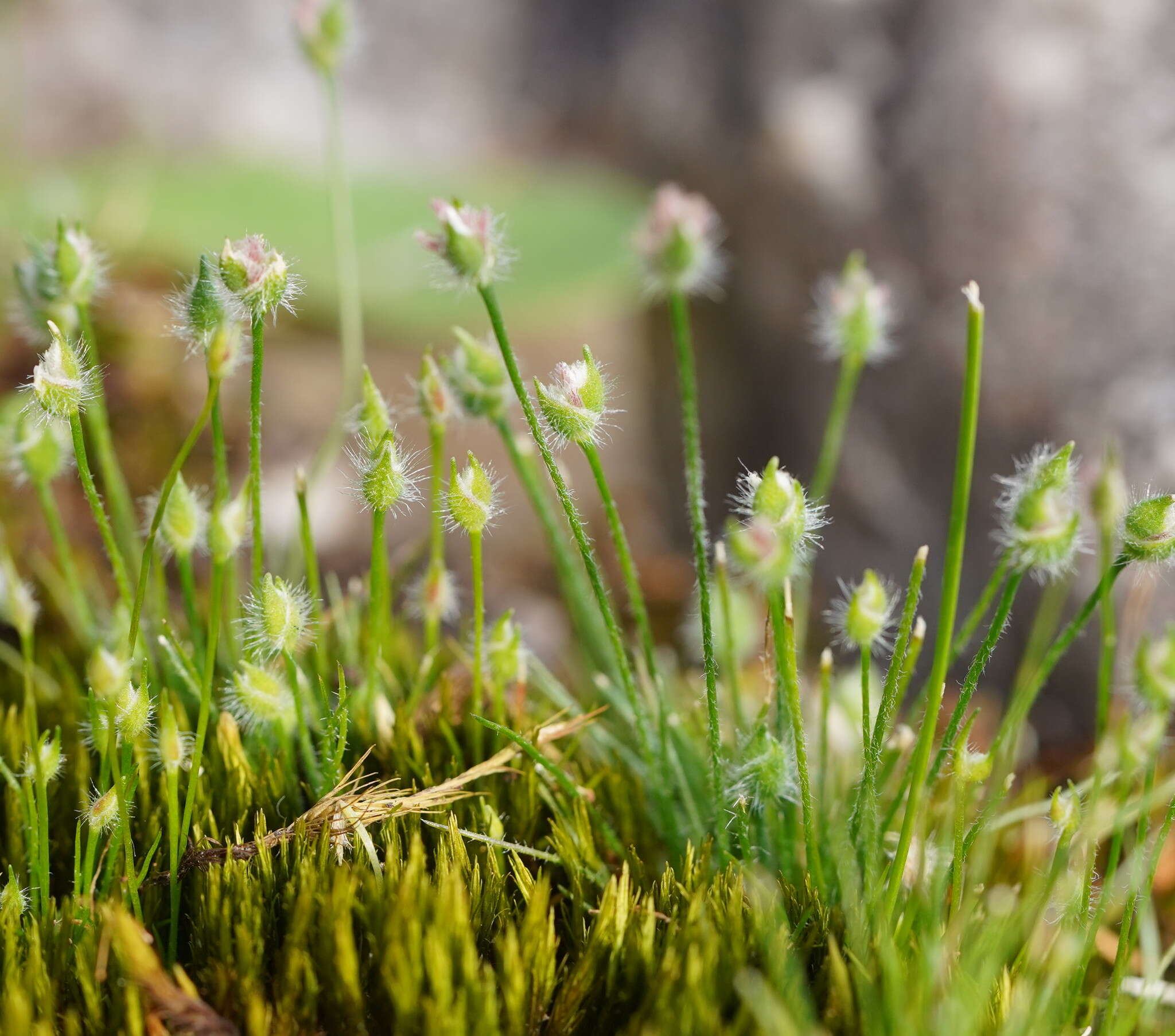 Image of Centrolepis strigosa subsp. strigosa