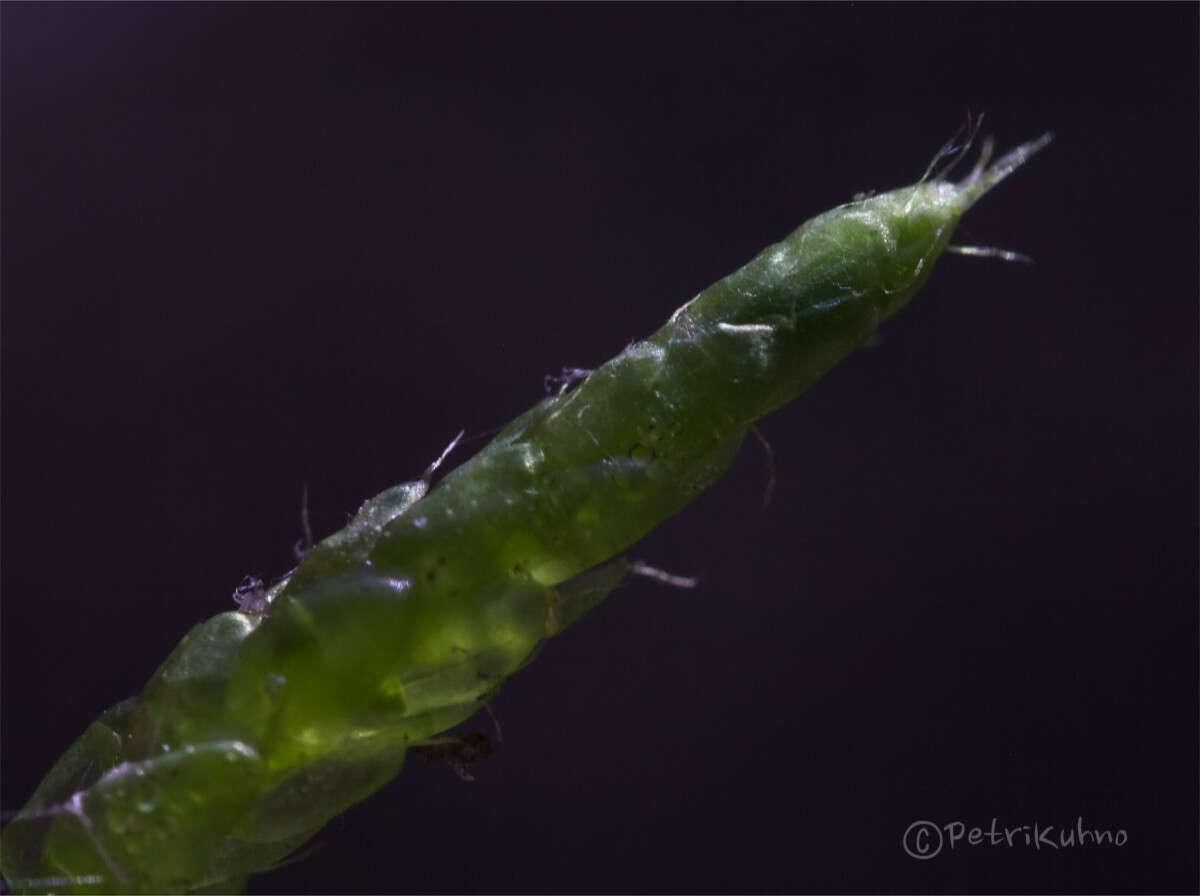 Image of hair-pointed feather-moss