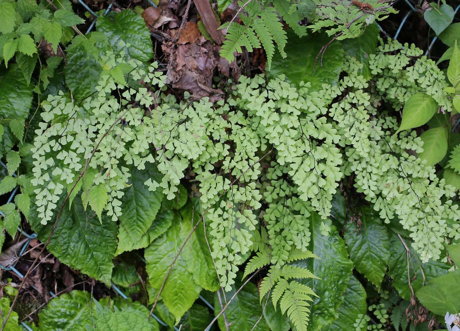 Image of Adiantum monochlamys Eat.