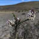 Image of Mulguraea tridens (Lag.) N. O'Leary & P. Peralta