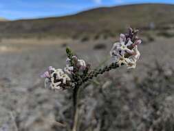 Image of Mulguraea tridens (Lag.) N. O'Leary & P. Peralta