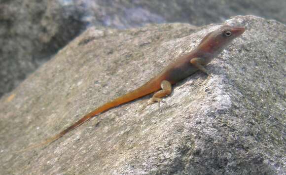 Image of Schwartz'  Anole