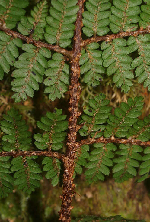 Image of Tree Fern Golden