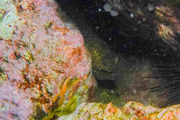 Image of Griffin&#39;s moray