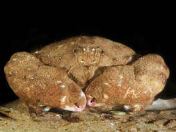 Image of Linnaeus's sponge crab