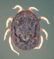 Image of Soft Ticks