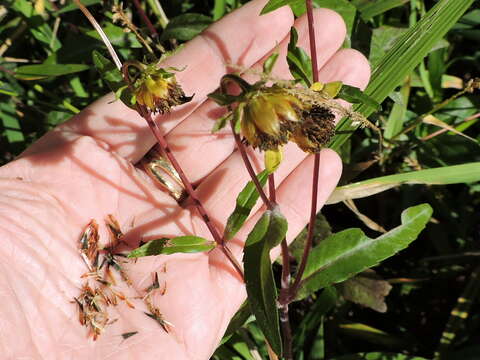 صورة Bidens laevis (L.) Britt., Stern & Poggenb.