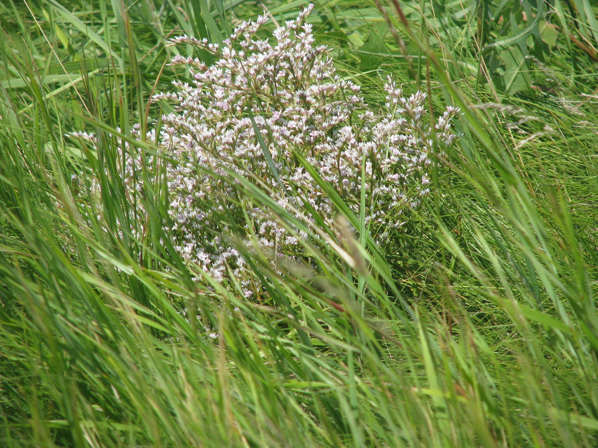 Image de Goniolimon tataricum (L.) Boiss.