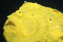 Image of Flagpole Frogfish