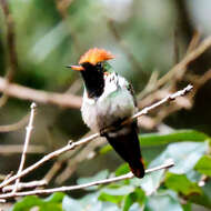 Lophornis magnificus (Vieillot 1817) resmi