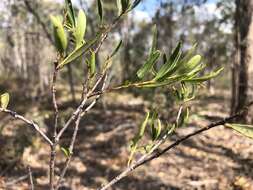 Image of Denhamia cunninghamii (Hook.) M. P. Simmons