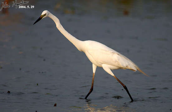 Image of Eastern great egret