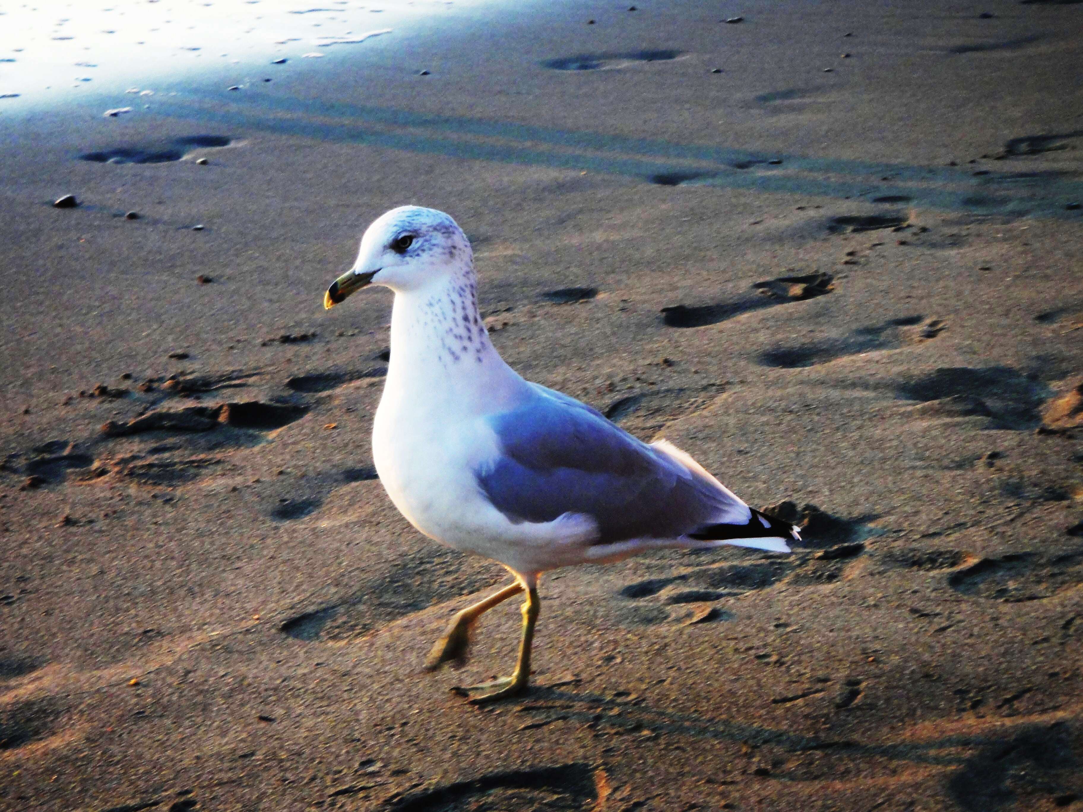 Image of Ring-billed Gull