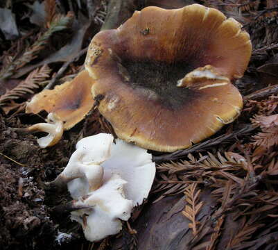 Image of black-footed polypore