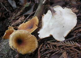 Image of black-footed polypore