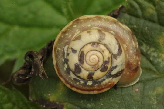 Image of Shadow Snail