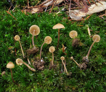 Image de Galerina vittiformis (Fr.) Singer 1950