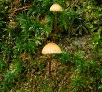 Image of Galerina vittiformis (Fr.) Singer 1950