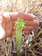 Imagem de Euphorbia lugardiae (N. E. Br.) Bruyns