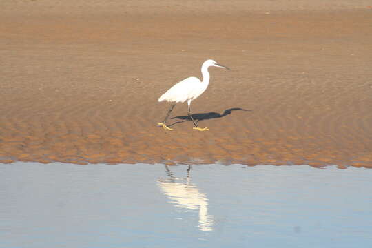 Image of Little Egret