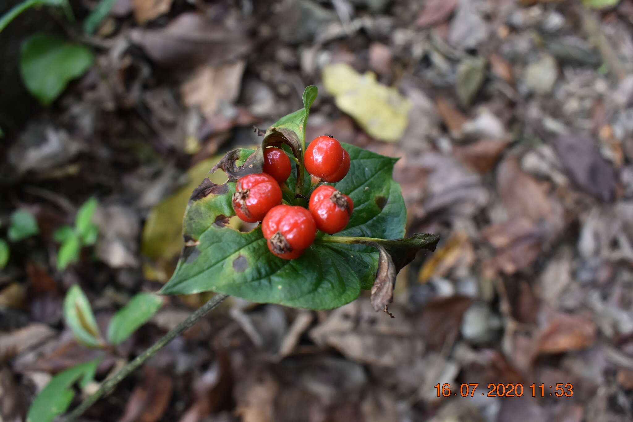 Sivun Tacca palmata Blume kuva