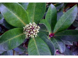 Image of Skimmia