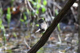 Image of Melospiza lincolnii lincolnii (Audubon 1834)