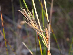 Image of Lepidosperma carphoides F. Muell. ex Benth.