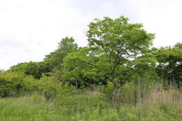 Image de Ulmus davidiana var. japonica (Rehd.) Nakai