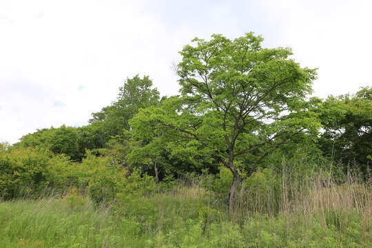 Sivun Ulmus davidiana var. japonica (Rehd.) Nakai kuva