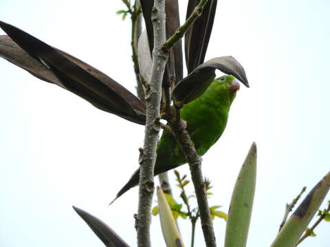 Image of Plain Parakeet