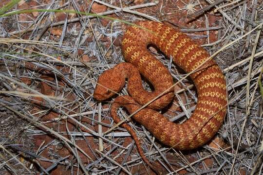 Image of Desert death adder