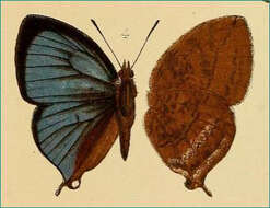 Image of Amblypodia narada Horsfield 1829