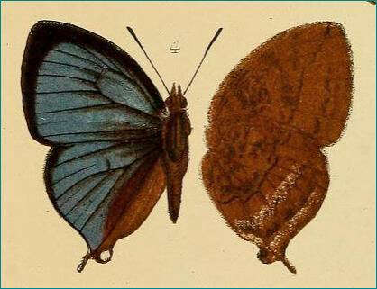 Image de Amblypodia narada Horsfield 1829