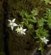 Sedum monregalense Balbis resmi