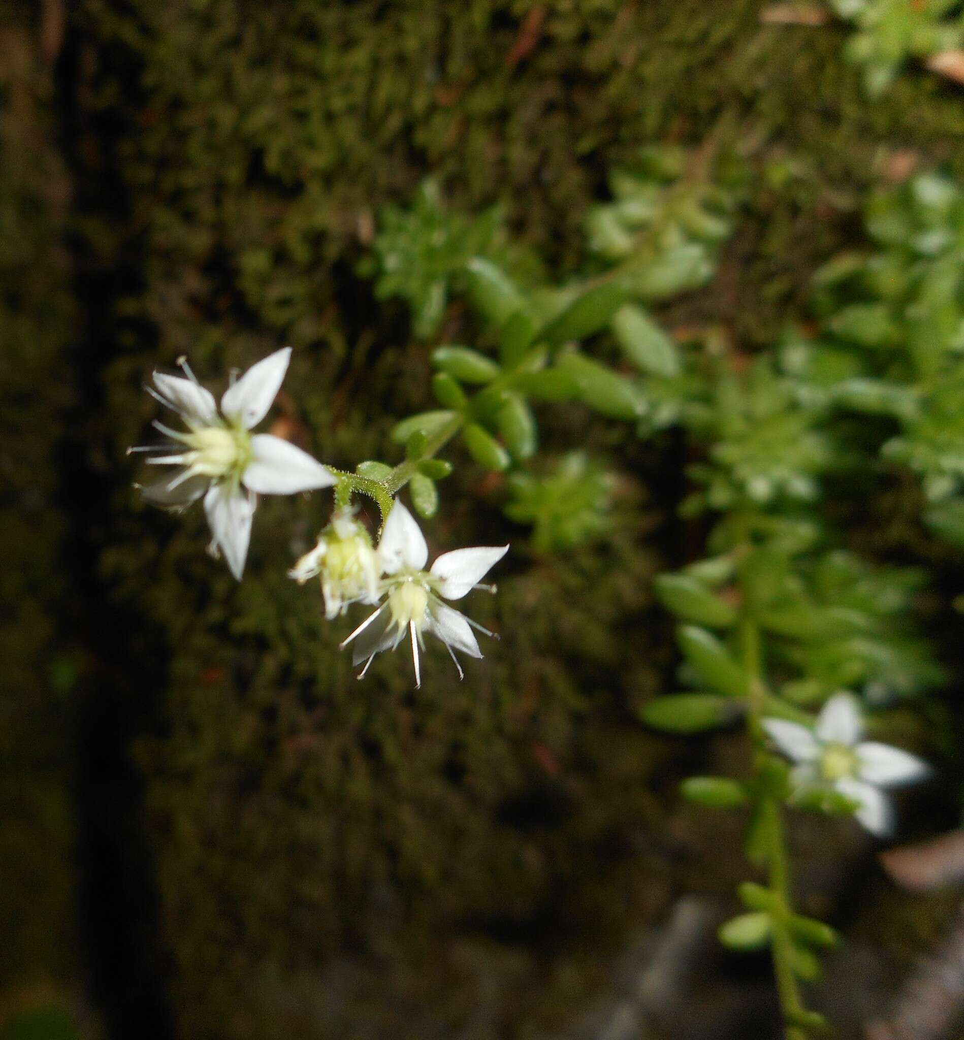 Image of Sedum monregalense Balbis