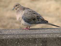 Image of American Mourning Dove