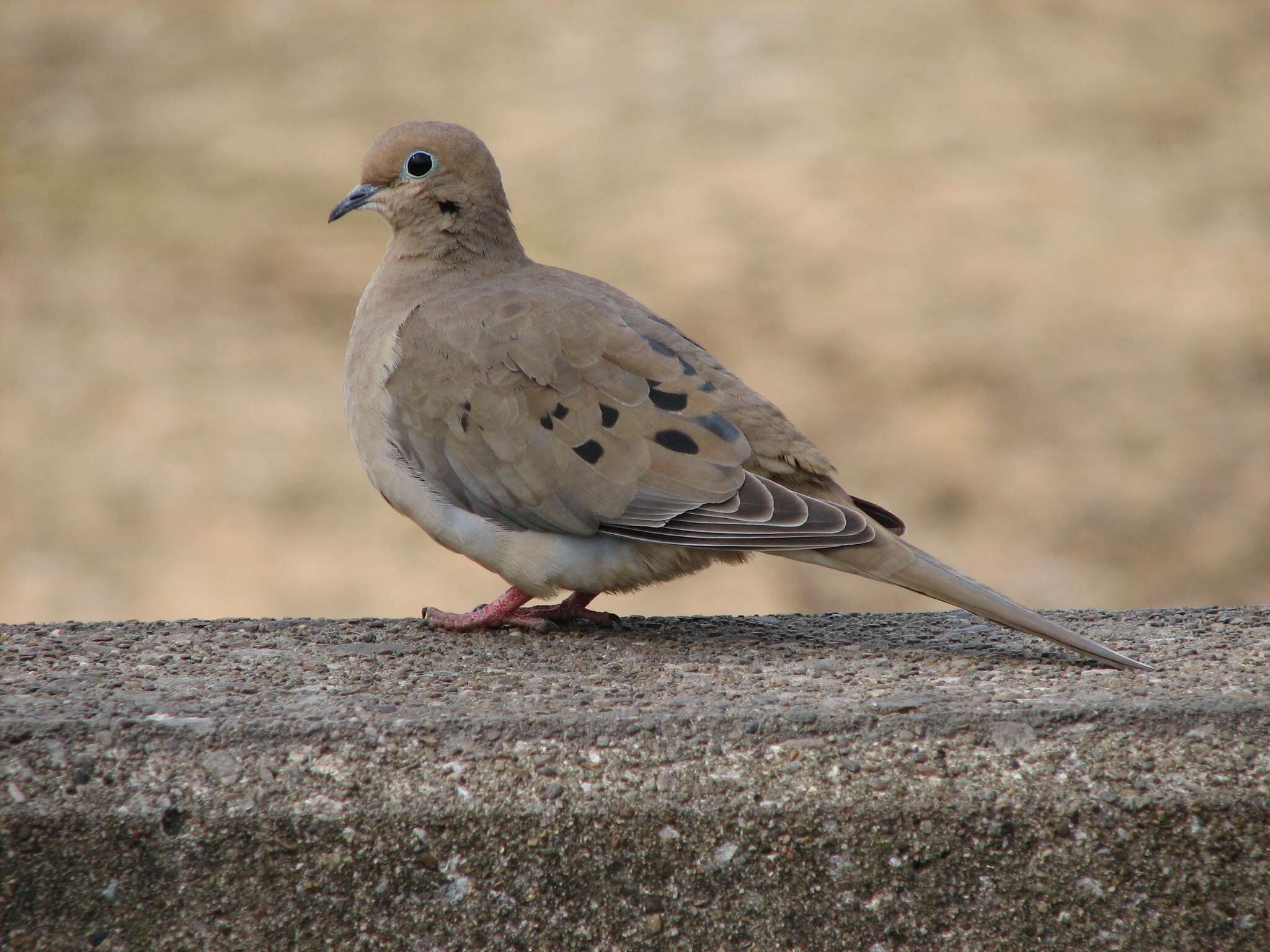 Image of American Mourning Dove