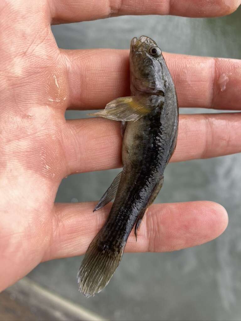 Image of Chaenogobius gulosus (Sauvage 1882)