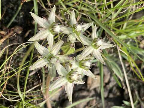 Image of Asclepias gibba var. gibba