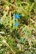 Image of Gentiana utriculosa L.