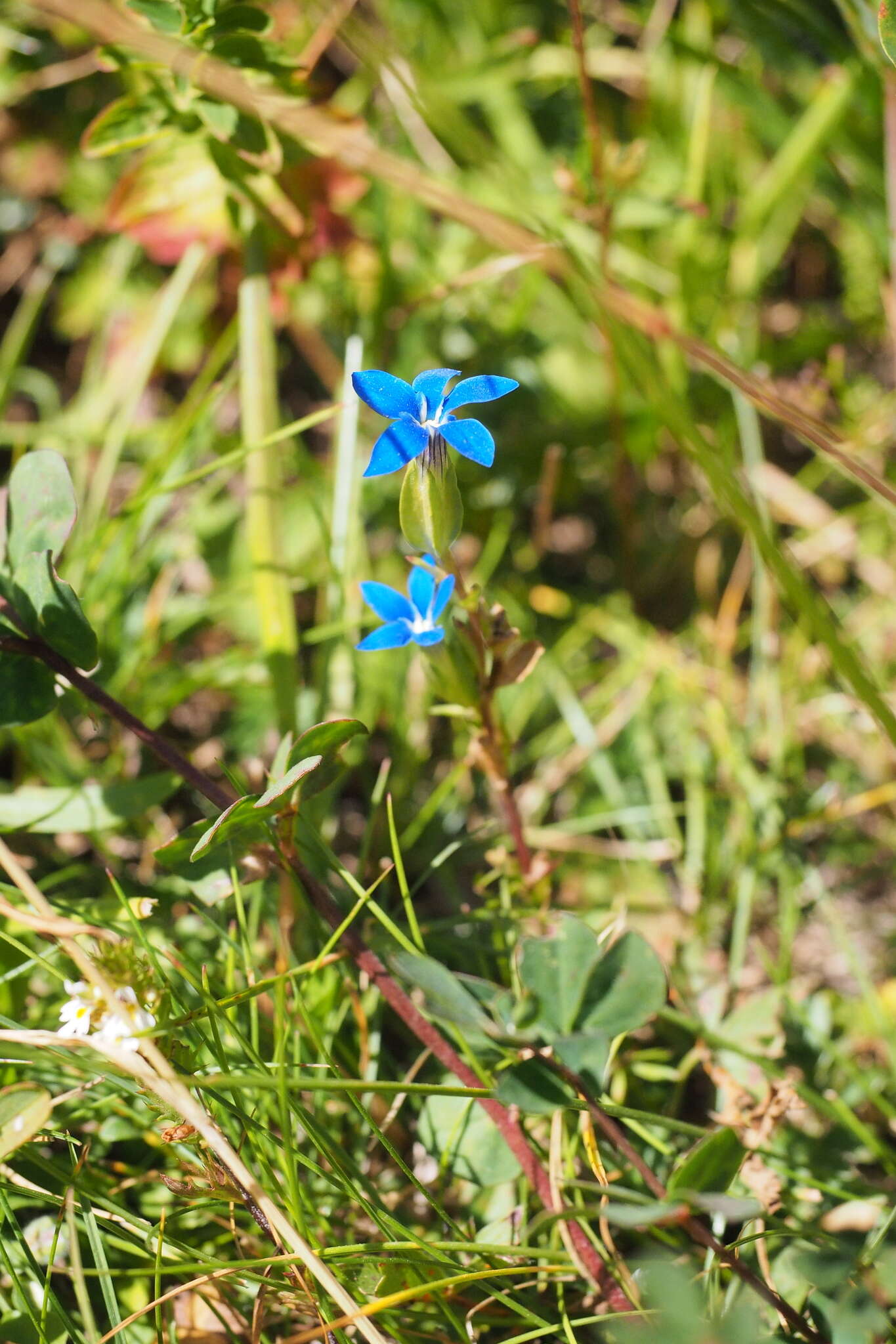 Image of Gentiana utriculosa L.