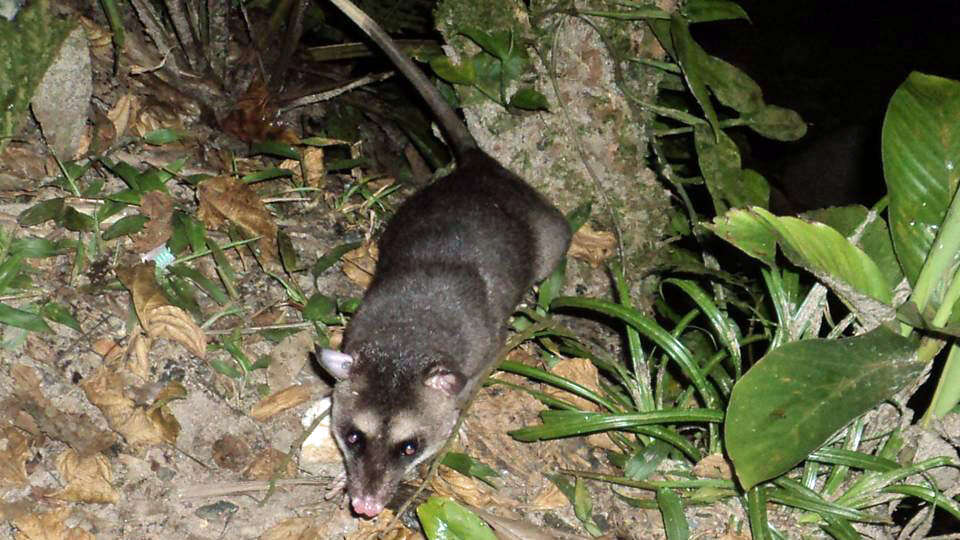 Image of Gray and black four-eyed opossum