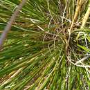 Image of Chionochloa flavescens subsp. brevis Connor