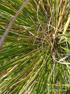 Image of Chionochloa flavescens subsp. brevis Connor