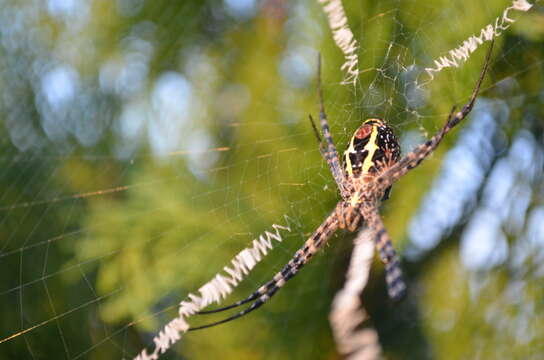 Image of Signature spider