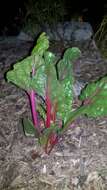 Image of Beta vulgaris subsp. vulgaris Cicla